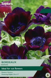 Anemone - Bordeaux - 6 Pack