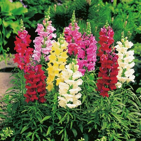 Antirrhinum Snap Happy Mixed - Kings Seeds