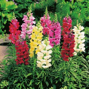 Antirrhinum Snap Happy Mixed - Kings Seeds