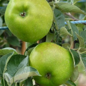 Apple Bountiful Half Standard Mm106