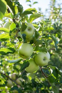 Apple Bountiful Half Standard Mm106
