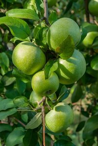 Apple Bountiful Maiden M26