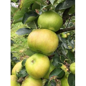 Apple Bramley Bush M26