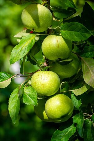 Apple Bramley Bush M26