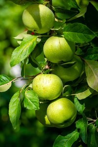 Apple Bramley Bush M26