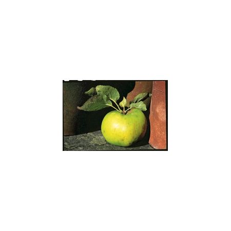 Apple Bramley Bush Mm106