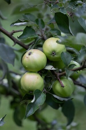 Apple Bramley Bush Mm106