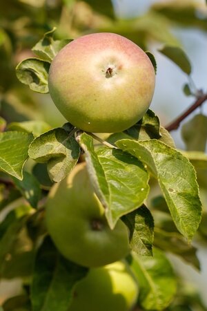 Apple Bramley Fan Trained MM106
