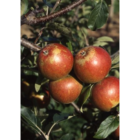 Apple Cox Self Fertile Bush M26