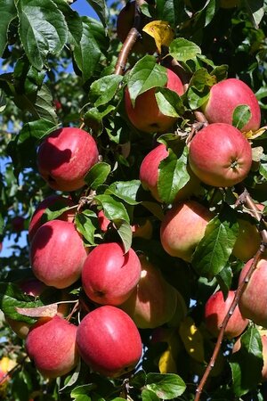 Apple Cox Self Fertile Bush M26