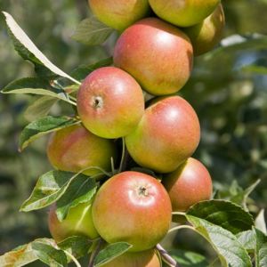 Apple Cox Self Fertile Bush MM106