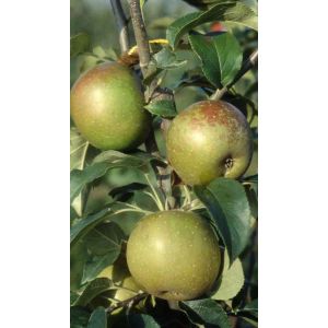 Apple Egremont Russet Bush M9