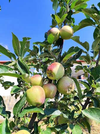 Apple Egremont Russet Bush M9