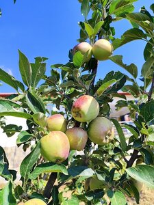 Apple Egremont Russet Bush M9