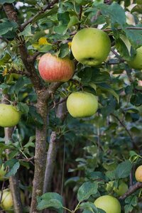 Apple Egremont Russet Mm106