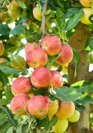 Apple James Grieve Bush M26