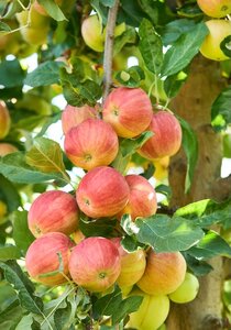 Apple James Grieve Bush M26