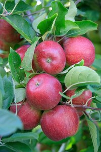 Apple (Malus) Red Falstaff® Espalier Mm106