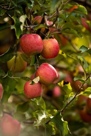 Apple (Malus) Red Falstaff® Step-Over M27