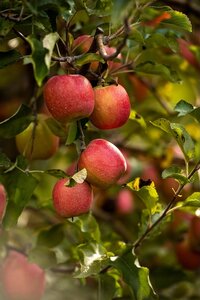Apple (Malus) Red Falstaff® Step-Over M27
