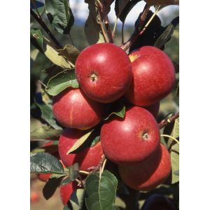 Apple (Malus) Scrumptious® Step-Over M27