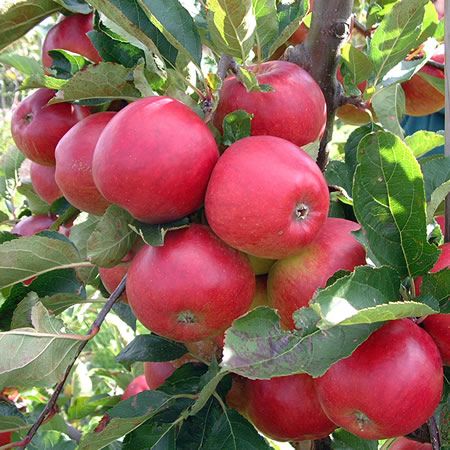 Apple Red Falstaff Bush M26 - image 1