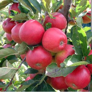 Apple Red Falstaff Bush M26 - image 1