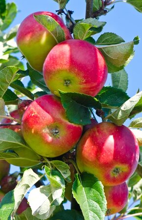 Apple Red Falstaff Bush M26