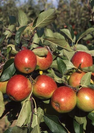Apple Red Falstaff Bush M26 - image 2