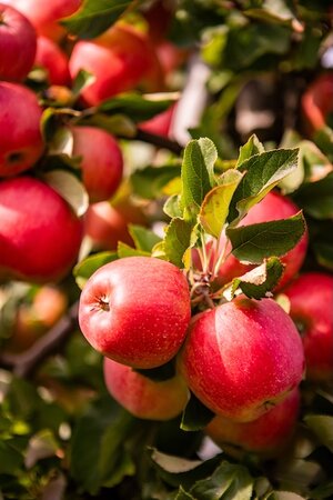Apple Red Falstaff Bush Mm106
