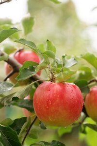 Apple Scrumptious Bush Mm106