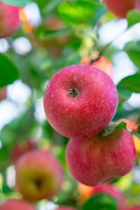 Apple Scrumptious Espalier Mm106