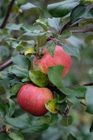 Apple Scrumptious Run-Thru M116