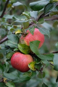 Apple Scrumptious Run-Thru M116