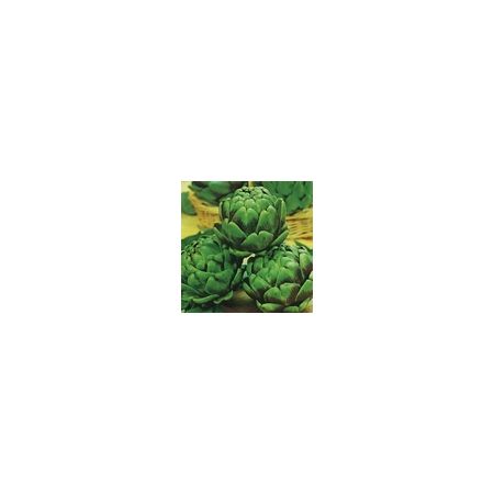 Artichoke Green Globe Kings Seeds