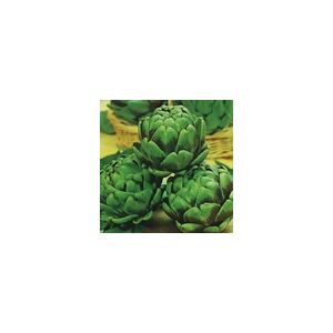 Artichoke Green Globe Kings Seeds