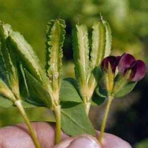 Asparagus Pea Kings Seeds