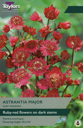 Astrantia Major Ruby Wedding 1 Bulb Pack