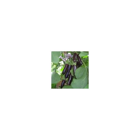 Aubergine Long Purple (Solanuum Melongena) Kings Seeds