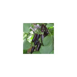 Aubergine Long Purple (Solanuum Melongena) Kings Seeds