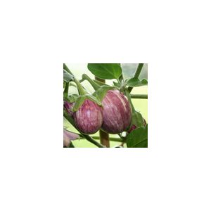 Aubergine Pinstripe F1 Kings Seeds