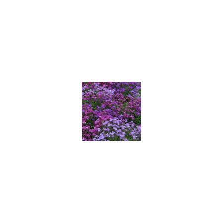 Aubrieta Spring Falls- Kings Seeds