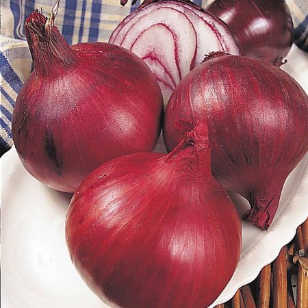 Autumn Onion Sets Electric Red 250G (Autumn Planting)