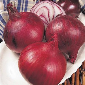Autumn Onion Sets Electric Red 250G (Autumn Planting)