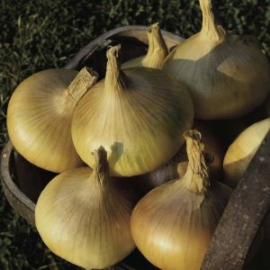 Autumn Onion Sets Senshyu Yellow 250G (Autumn Planting)