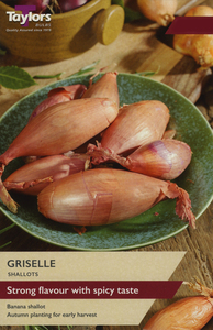 Autumun Planting Shallot Griselle 6 Bulbs £2.99