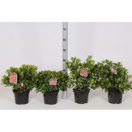 Azalea Japonica In Varieties C2 Pot - Our Selection
