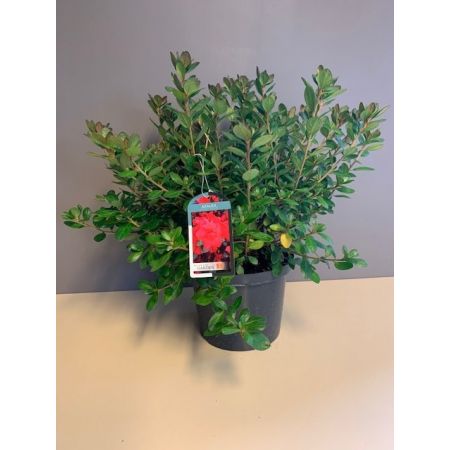 Azalea Japonica In Varieties C5 Pot - Our Selection