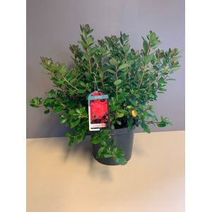 Azalea Japonica In Varieties C5 Pot - Our Selection