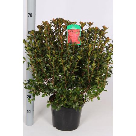 Azalea Japonica Mix C10 Pot C.80Cm - Our Selection
